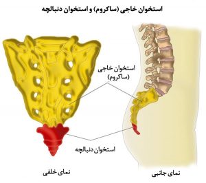 دنبالچه